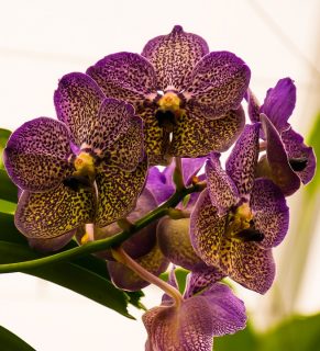 bouquet per san valentino orchidee