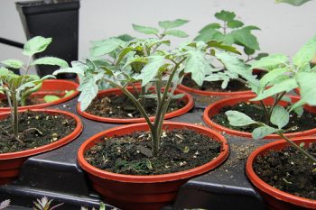 coltivare i pomodori in vaso