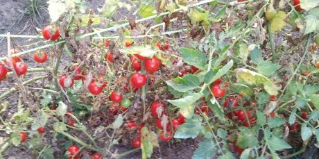 coltivare i pomodori in vaso problemi 
