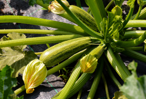 coltivare zucchine in vaso