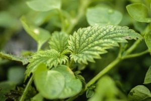 infusi naturali come fertilizzanti