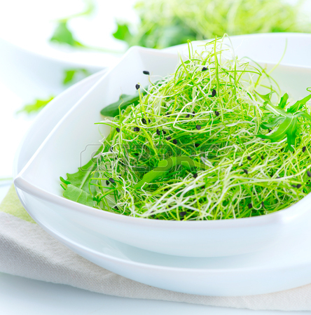 coltivare insalata microgreen