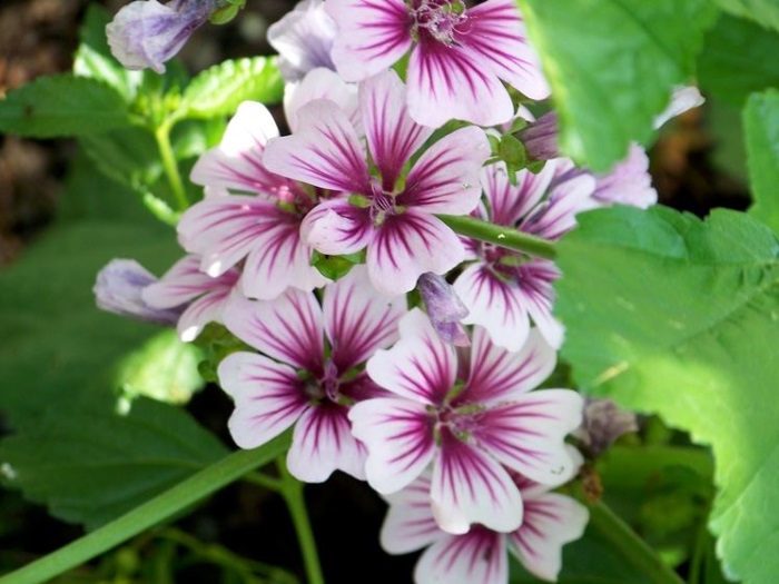 malva con fiori pianta perenne da giardino resistente al caldo