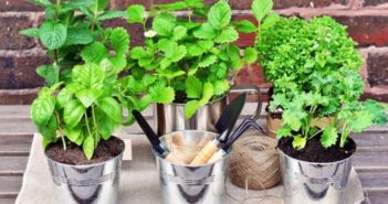 Come creare un orto sul balcone orto sul balcone soluzioni fai da te anche per chi ha problemi di spazio