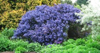 Piante perenni da giardino che resistono all’esterno tutto l’anno Piante perenni da giardino resisistenti tutto l'anno