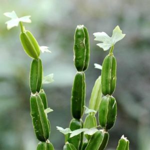 piante rampicanti cissus quadrangularis