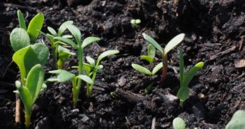 Calendario delle semine: cosa piantare a giugno nell’orto calendario delle semine cosa piantare a giugno
