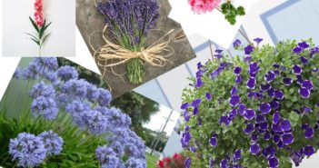 Quali sono i 5 fiori estivi più belli? fiori estivi