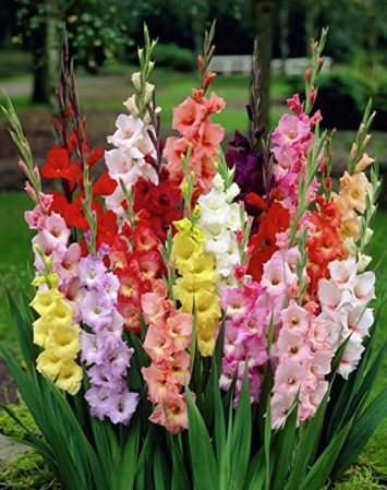 gladiolo fiori estivi