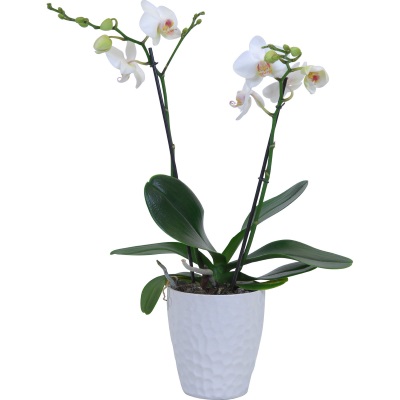 terriccio per orchidee