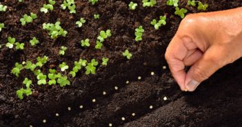 Cosa seminare a settembre: le colture più indicate per questo periodo cosa seminare a settembre nell'orto le colture più indicate