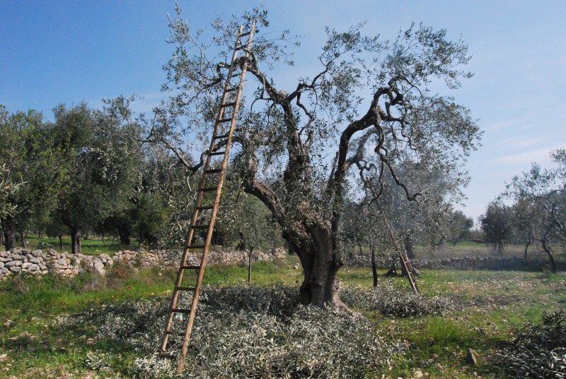 potatura olivo guida