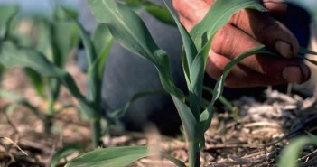 Manutenzione delle piante: perché l’azoto è importante mais