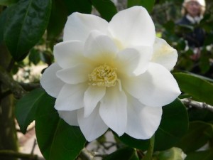 Camelia japonica triphosa