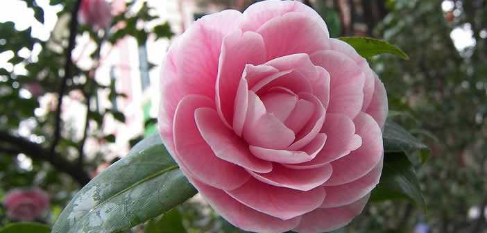 camelia