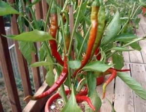 peperoncino in vaso