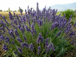 lavanda