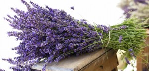 lavanda