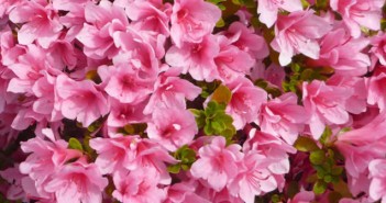 Azalea: cura e manutenzione azalee