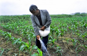 fertilizzanti al potassio