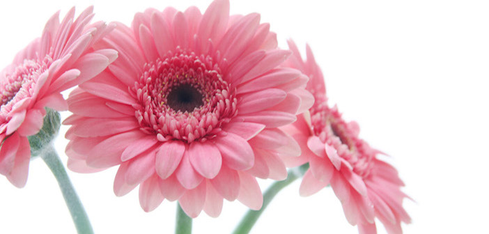 gerbera