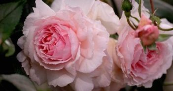 Alla scoperta delle rose antiche