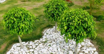La manutenzione del ficus benjamin Ficus benjamin