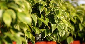 Ficus benjamin