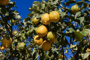come coltivare limone in vaso