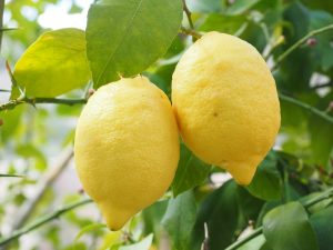 coltivare limone in vaso