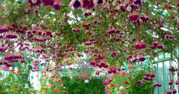 Primavera nelle Fiandre: le migliori fiere dedicate ai fiori primavera nelle fiandre