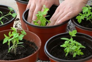 coltivare i pomodori in vaso