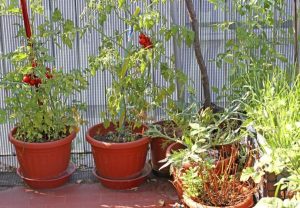 coltivare i pomodori in vaso