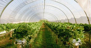 Il giardinaggio nei romanzi gialli: delitti e misteri in mezzo ai fiori