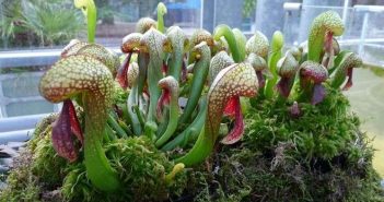Le piante più strane al mondo: viaggio tra le bizzarrie della natura Le piante più strane al mondo: viaggio tra le bizzarrie della natura