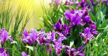 Guida al linguaggio dei fiori significato fiori