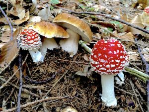 funghi velenosi foto evidenza