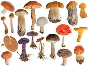 funghi-velenosi vari foto evidenza