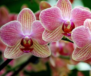 come coltivare le orchiedee in casa