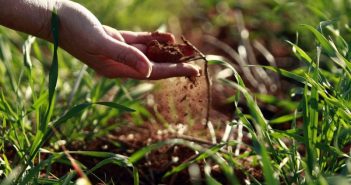 I migliori fertilizzanti naturali per le piante fertilizzanti naturali