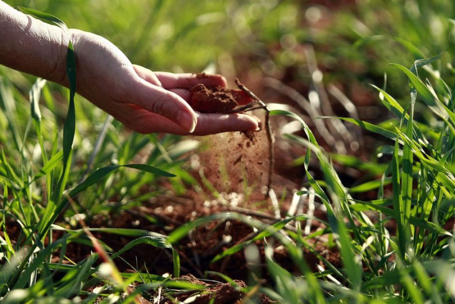 fertilizzanti naturali