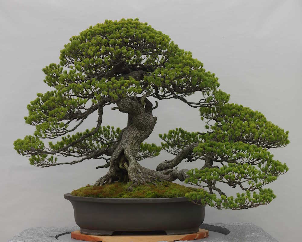 Cura bonsai