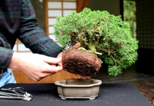 Cura bonsai