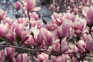 magnolia con fiori rosa pianta sempreverde da giardino