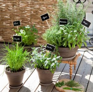 orto sul balcone serra sul terrazzo cosa piantare