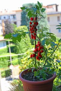 coltivare pomodori in vaso orto sul balcone