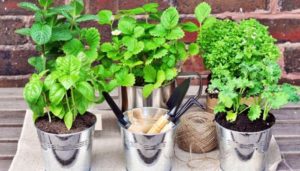 orto sul balcone soluzioni fai da te anche per chi ha problemi di spazio