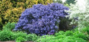 Piante perenni da giardino resisistenti tutto l'anno