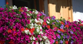Balconi fioriti: quali varietà di fiori e piante scegliere? balconi fioriti quali piante e fiori scegliere