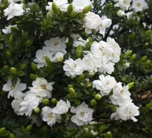 gardenia terrazzo fiorito